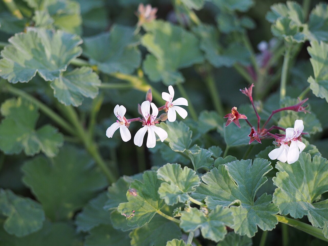 Pelargonium althaeoides: Pelargonia muszkatołowa ( Pelargonium x fragrans ), okaz uprawiany. Ogród Botaniczny UWr, Wrocław, Polska.