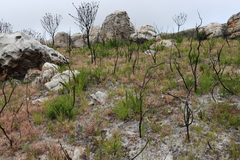 Pelargonium althaeoides (Pelargonium althaeoides)