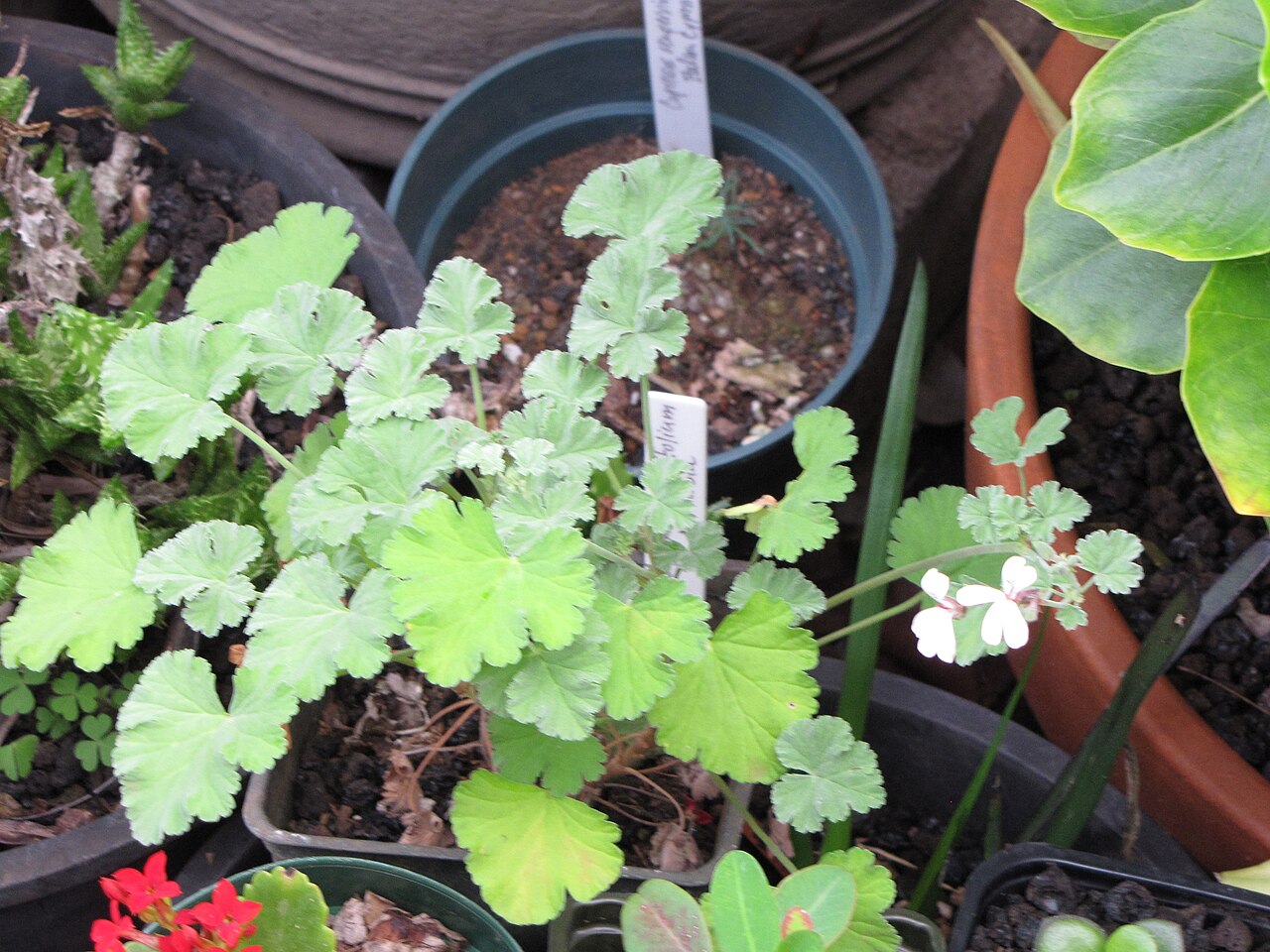 Pelargonium althaeoides: Pelargonium fragrans (Nutmeg geranium) Flowering habit at Ulana St Makawao, Maui, Hawaii. February 18, 2011 #110218-1552 Image Use Policy