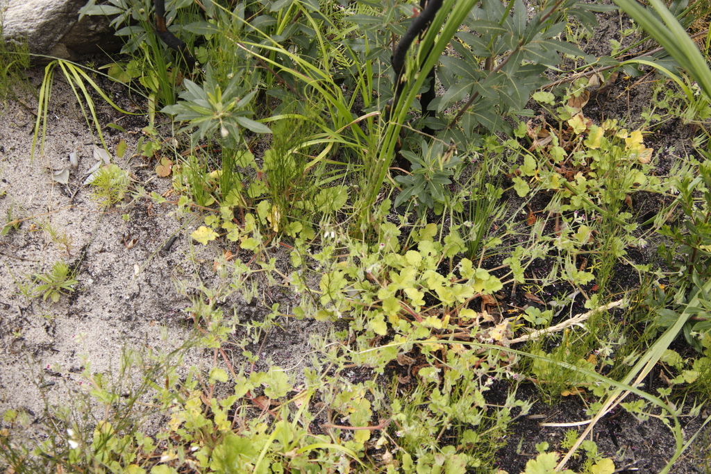 Pelargonium althaeoides (Pelargonium althaeoides)