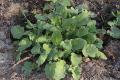 Pelargonium althaeoides (Pelargonium althaeoides)