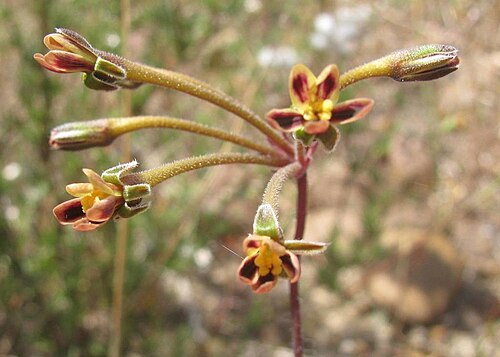 Pelargonium anethifolium: Pelargonium anethifolium, photographed by Douglas Euston Brown, on oct. 28 2012, along the R101, near Worcester, Western Cape province of South Africa