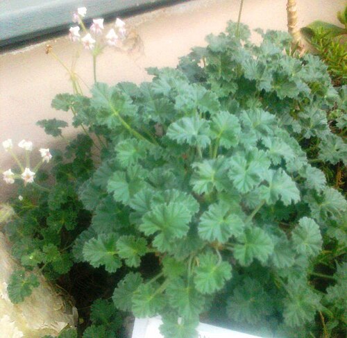 Pelargonium antidysentericum: Pelargonium antidysentericum - Namiewortel - SA