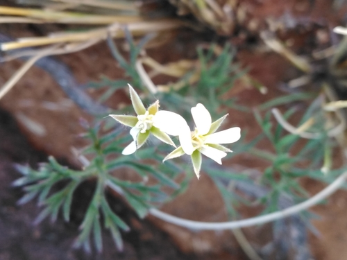 Pelargonium aridum (Pelargonium aridum)