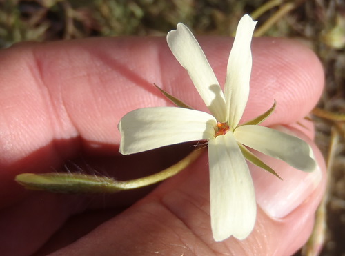 Pelargonium aridum (Pelargonium aridum)