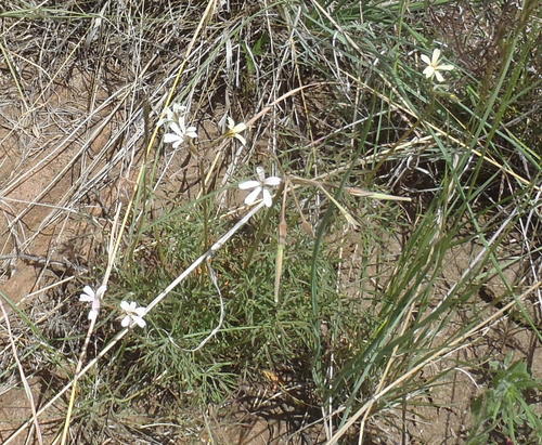 Pelargonium aridum (Pelargonium aridum)