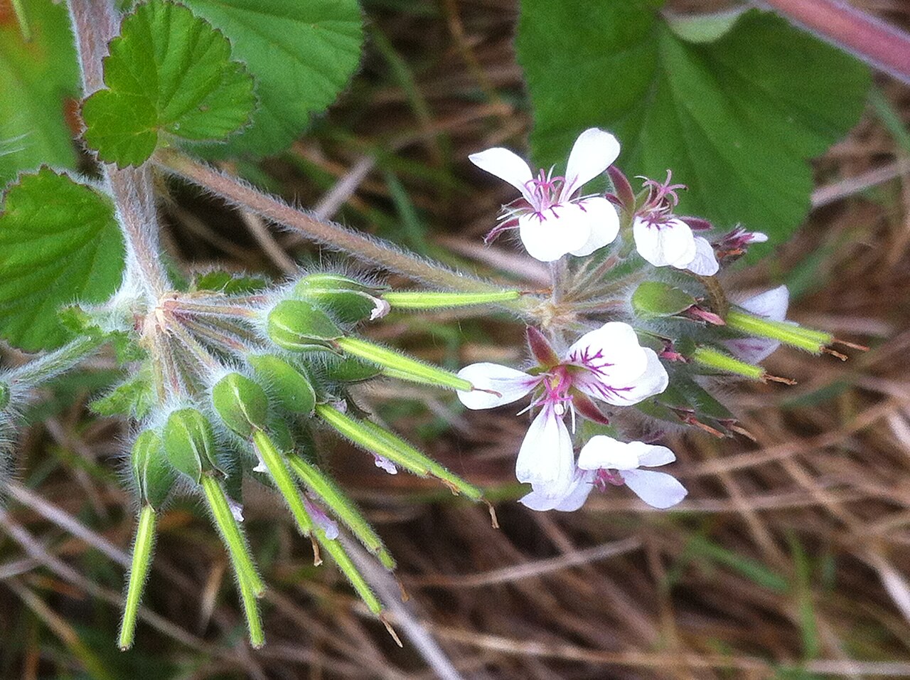 Pelargonium australe: Pelargonium australe flowers and fruit, Palm Beach, New South Wales