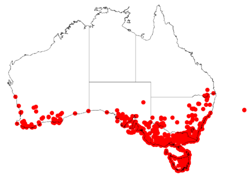 Pelargonium australe: Pelargonium australe'' Occurrence data from AVH downloaded 15 January 2019, from DOI: https://doi.org/10.26197/5c3da74784ed5