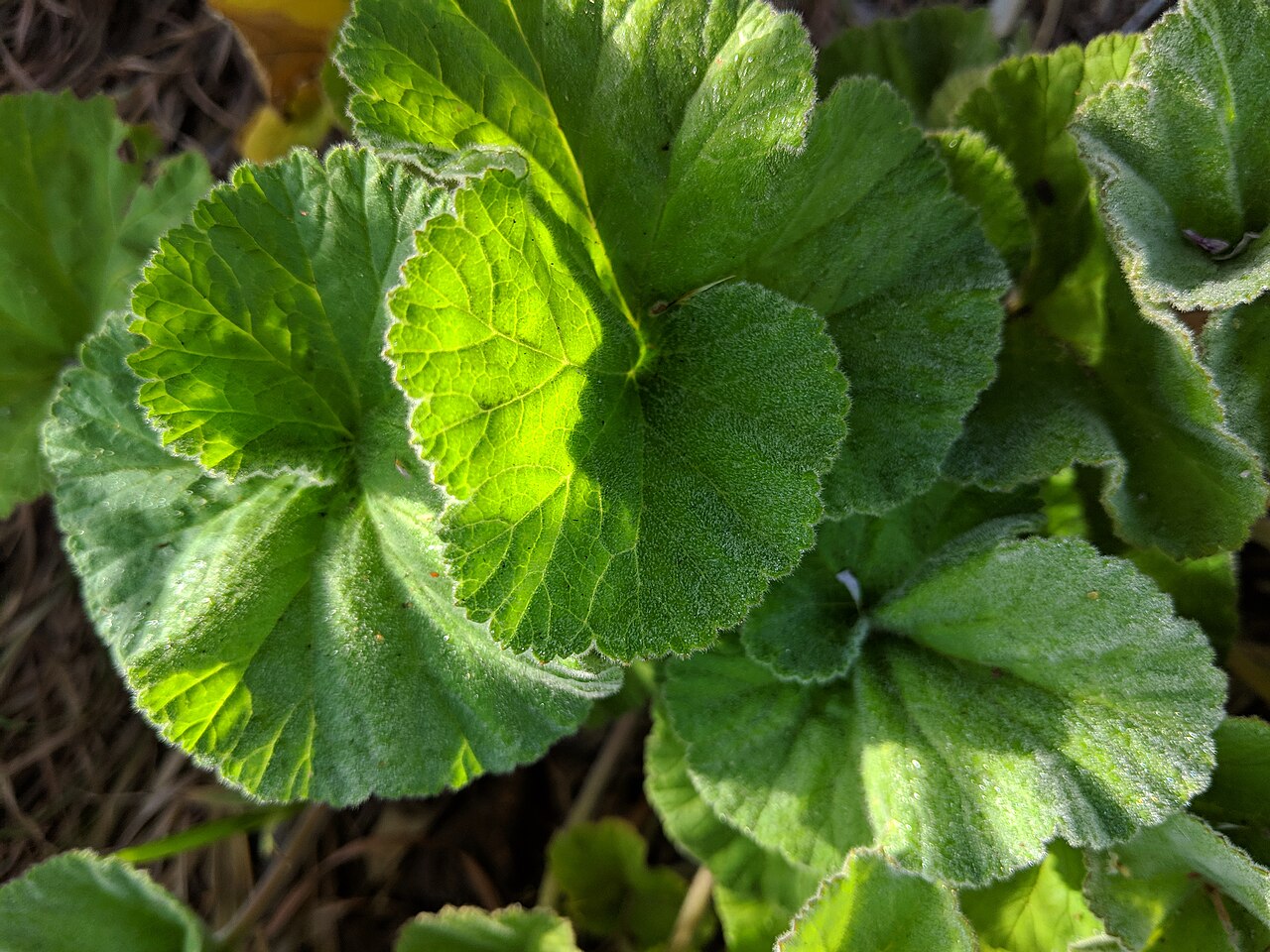 Pelargonium australe: Pelargonium australe Palm Beach, New South Wales