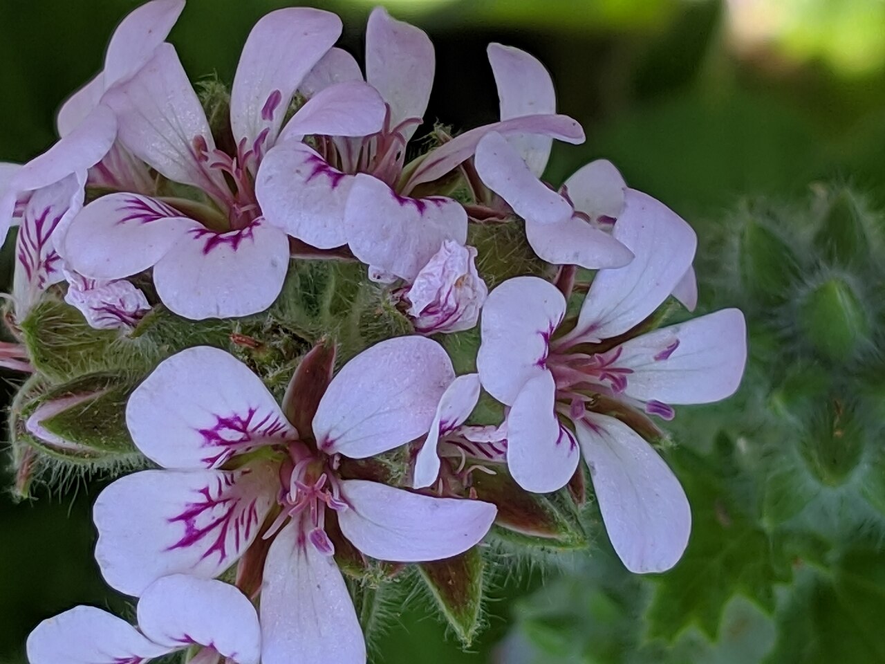 Pelargonium australe: Pelargonium australe , Palm Beach, New South Wales