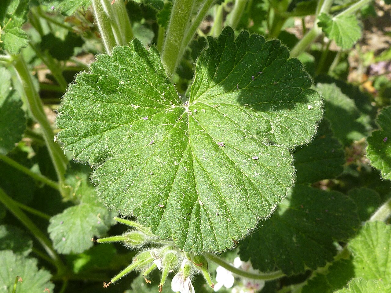Pelargonium australe: Taken in the Cambridge University Botanic Garden