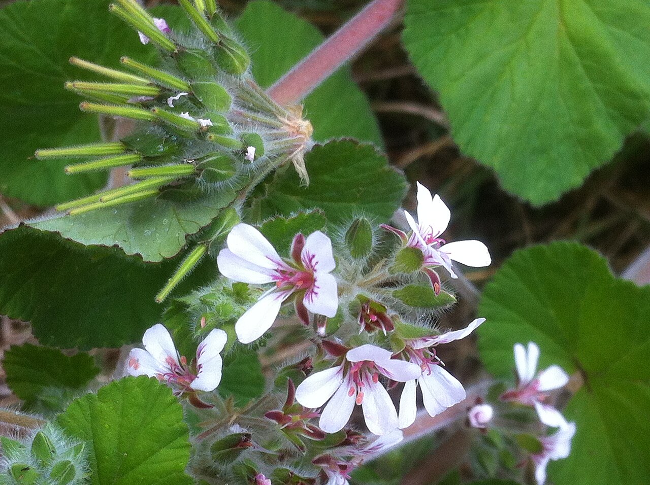 Pelargonium australe: Pelargonium australe flowers and fruit, Palm Beach, New South Wales