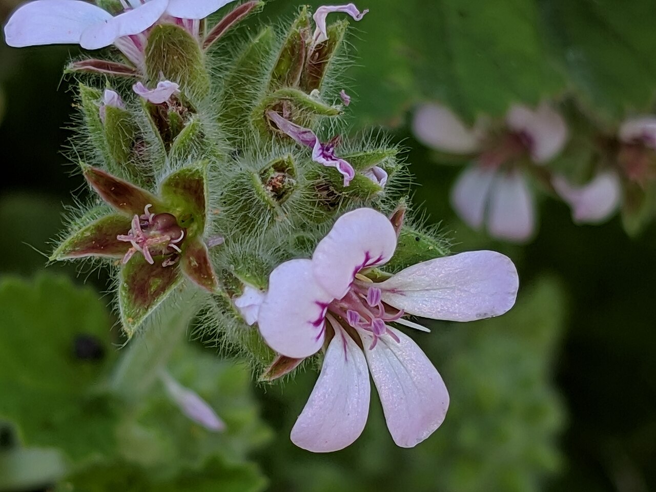 Pelargonium australe: Pelargonium australe , Palm Beach, New South Wales
