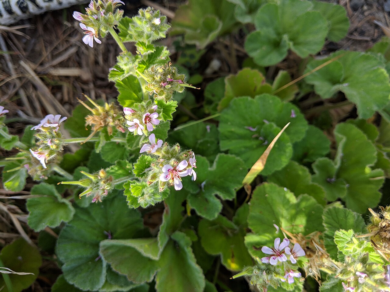Pelargonium australe: Pelargonium australe Palm Beach, New South Wales