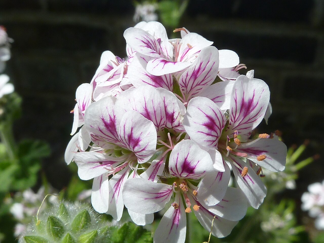 Pelargonium australe: Taken in the Cambridge University Botanic Garden