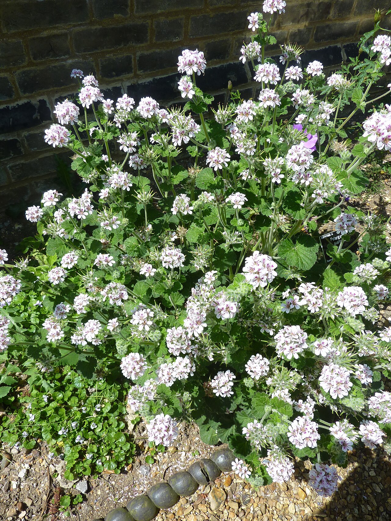 Pelargonium australe: Taken in the Cambridge University Botanic Garden
