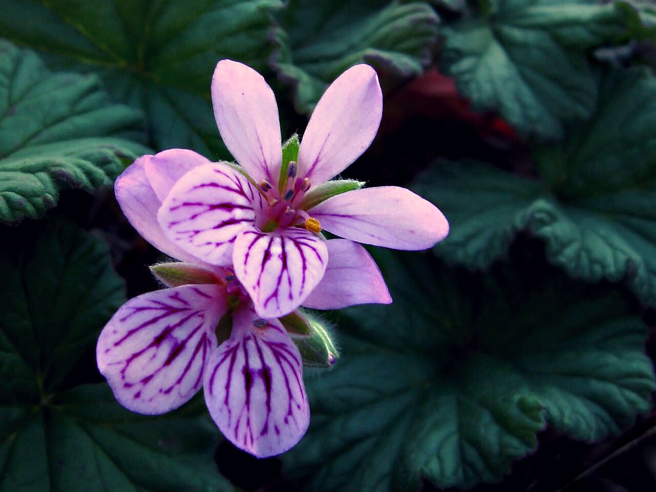 Pelargonium australe: Pelargonium australe Wild Geranium There are not many native Pelargonium species, this is one of 3 in the South West. The distribution of these plants is a bit