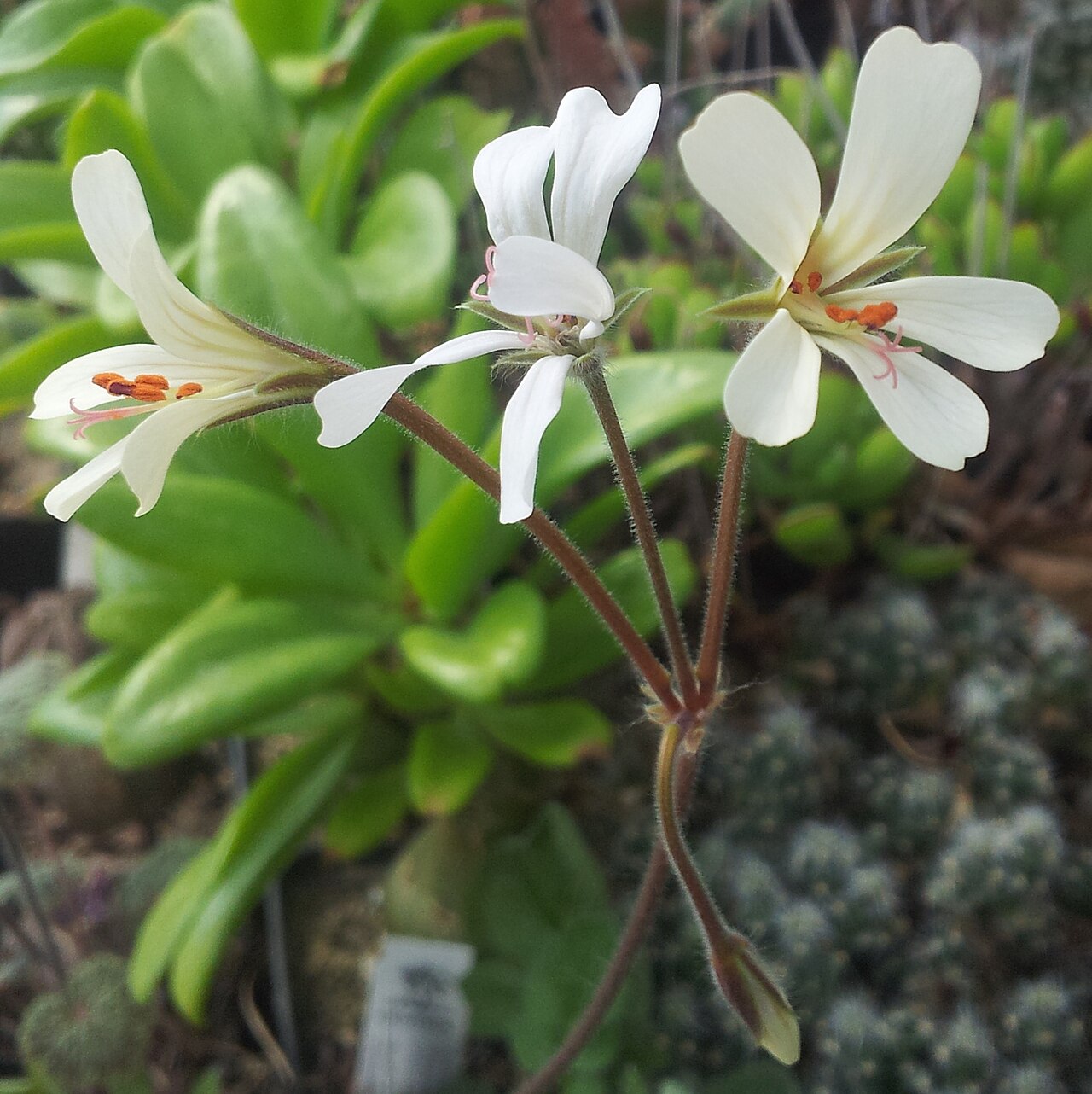 Pelargonium barklyi: Blütenstand von Pelargonium barklyi