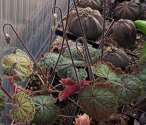 Pelargonium barklyi: Pelargonium barklyi in Kultur