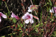 Birch-leaved pelargonium (Pelargonium betulinum)