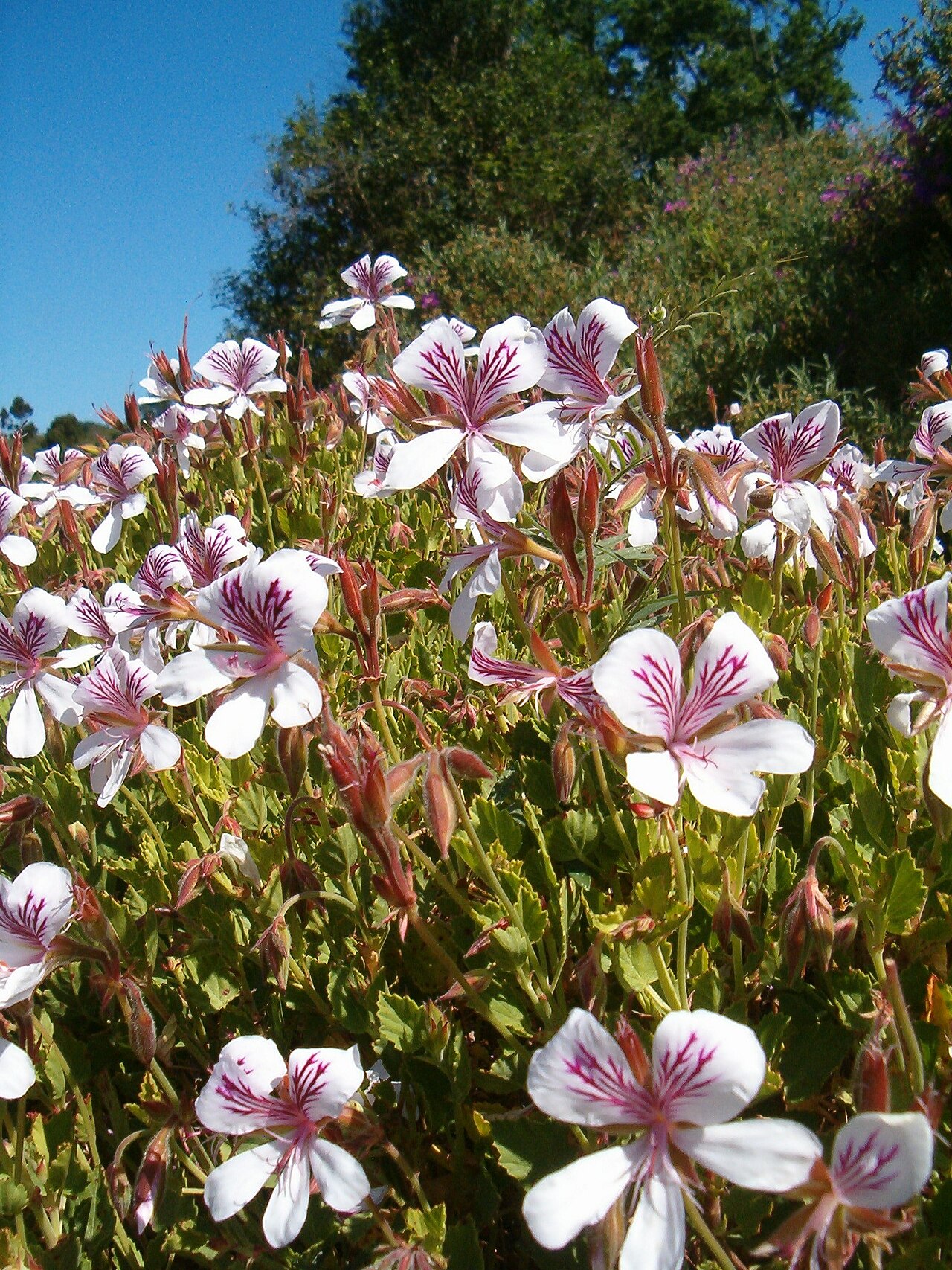 Birch-leaved pelargonium: At Kirstenbosch National Botanical Gardens Genus Pelargonium