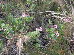 Birch-leaved pelargonium (Pelargonium betulinum)