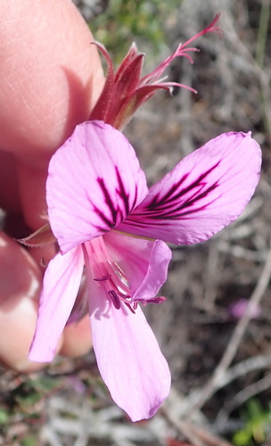 Birch-leaved pelargonium (Pelargonium betulinum)