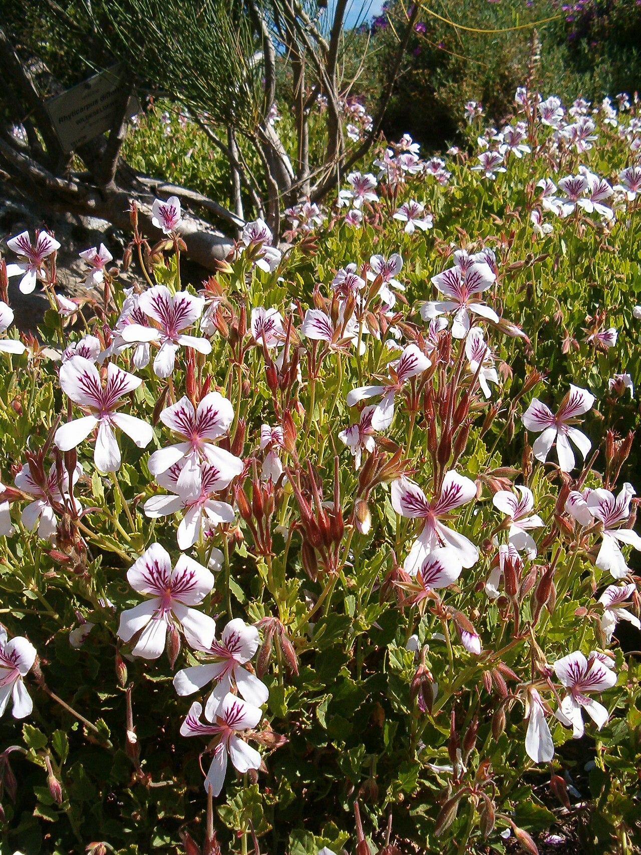 Birch-leaved pelargonium: At Kirstenbosch National Botanical Gardens Genus Pelargonium