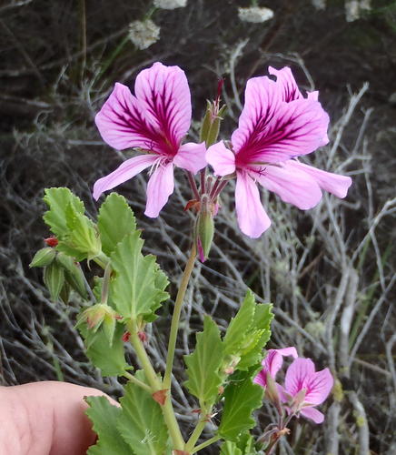 Birch-leaved pelargonium (Pelargonium betulinum)