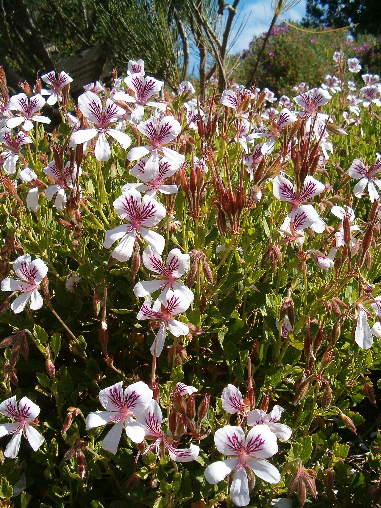 Birch-leaved pelargonium: At Kirstenbosch National Botanical Gardens Genus Pelargonium