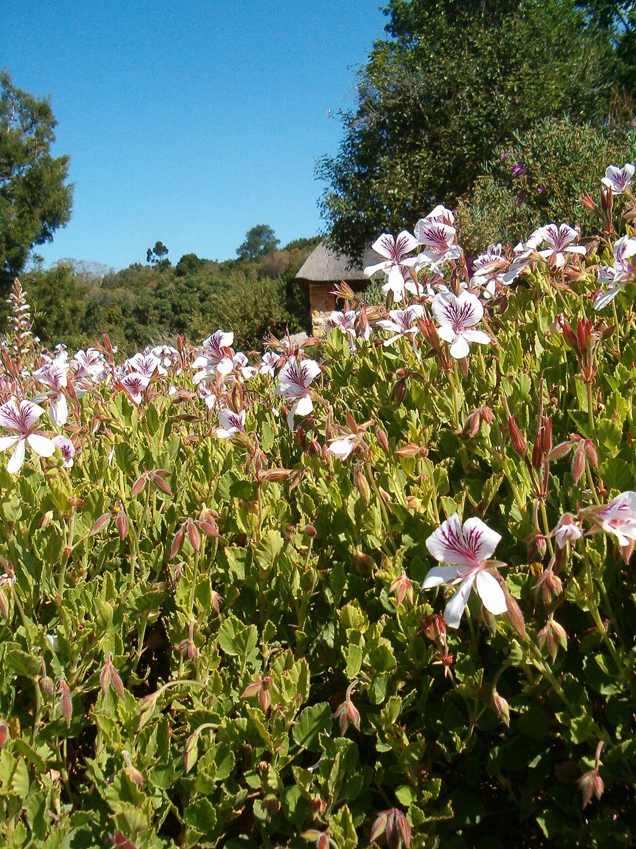 Birch-leaved pelargonium: At Kirstenbosch National Botanical Gardens Genus Pelargonium