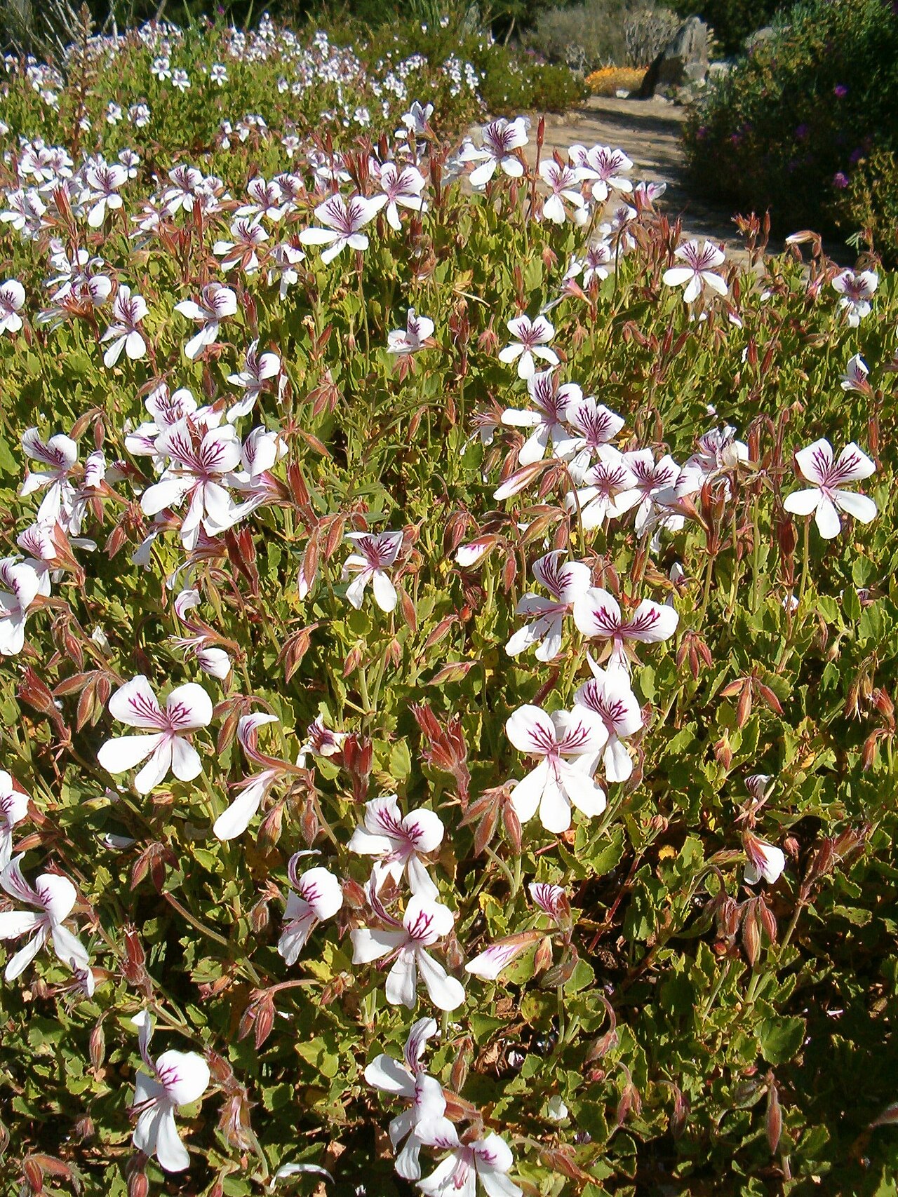 Birch-leaved pelargonium: At Kirstenbosch National Botanical Gardens Genus Pelargonium