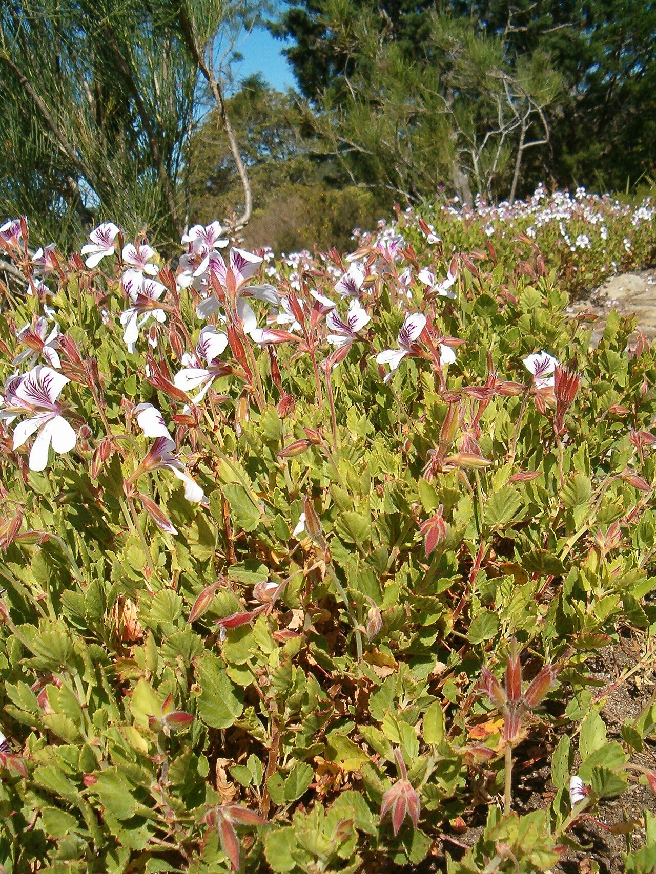 Birch-leaved pelargonium: At Kirstenbosch National Botanical Gardens Genus Pelargonium