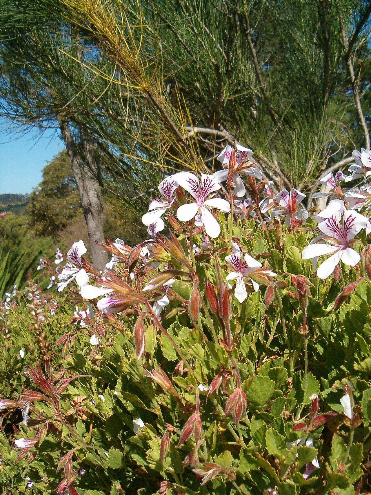 Birch-leaved pelargonium: At Kirstenbosch National Botanical Gardens Genus Pelargonium