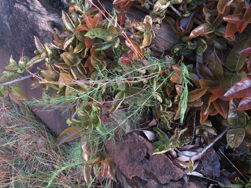 Carrot-leaved pelargonium (Pelargonium bowkeri)