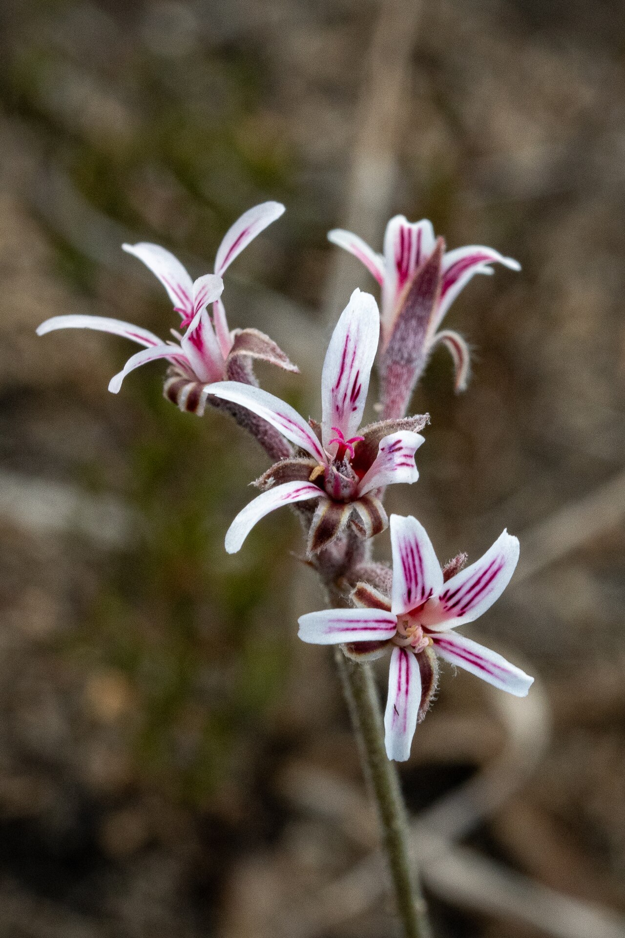 Pelargonium caledonicum: Caledon Storksbill