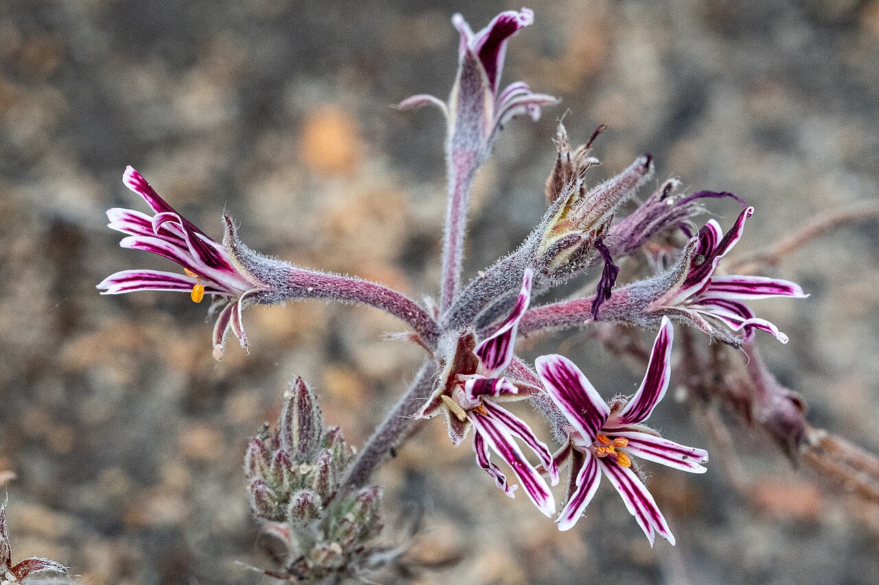 Pelargonium caledonicum: Caledon Storksbill