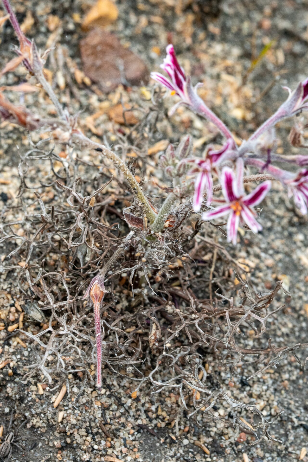 Pelargonium caledonicum: Caledon Storksbill