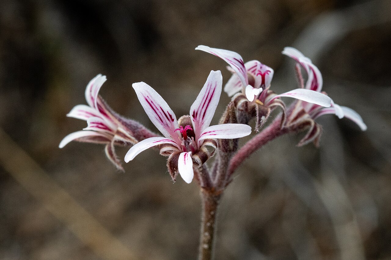 Pelargonium caledonicum: Caledon Storksbill