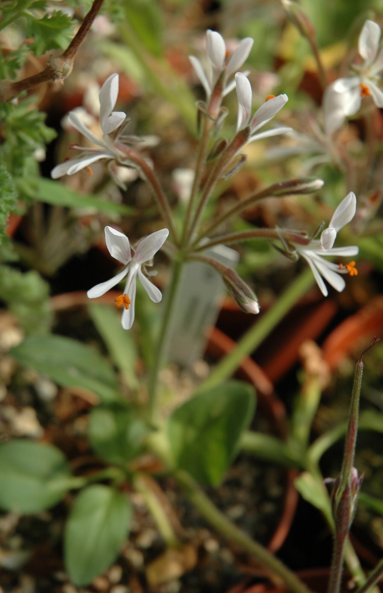 Pelargonium campestre: Inflorescence of Pelargonium campestre