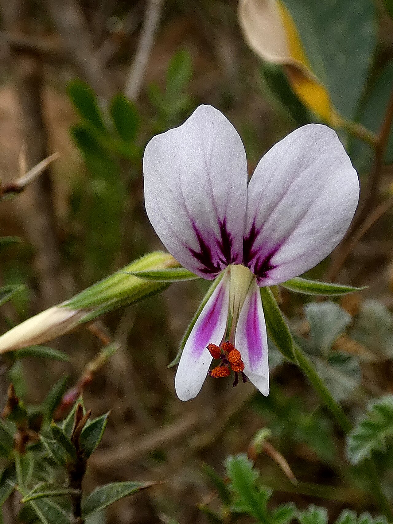 Pelargonium candicans: Pelargonium candicans, photographed on the Potberg, De Hoop NP, Western Cape, South-Africa