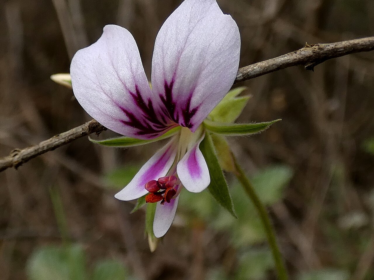 Pelargonium candicans: Pelargonium candicans, photographed on the Potberg, De Hoop NP, Western Cape, South-Africa