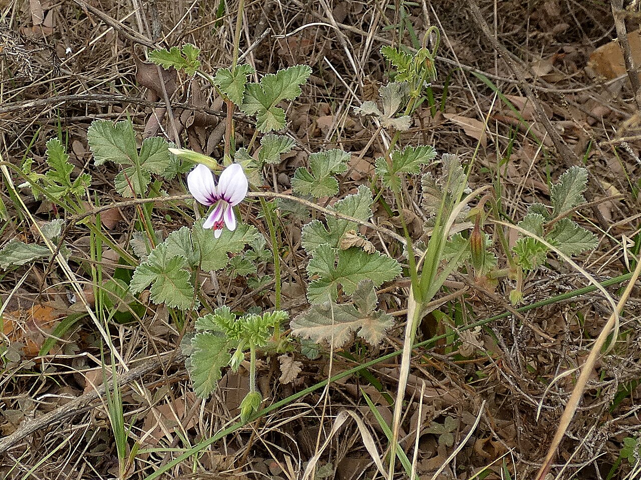 Pelargonium candicans: Pelargonium candicans, photographed on the Potberg, De Hoop NP, Western Cape, South-Africa