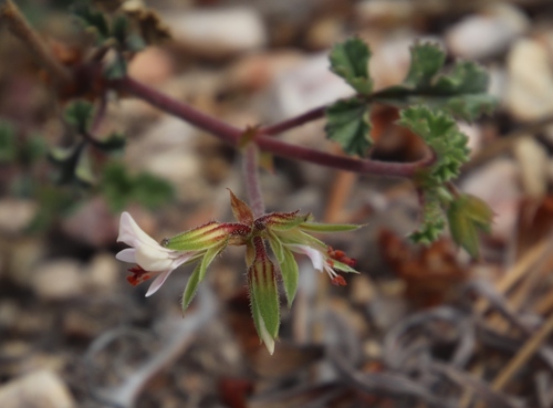 Pelargonium candicans (Pelargonium candicans)
