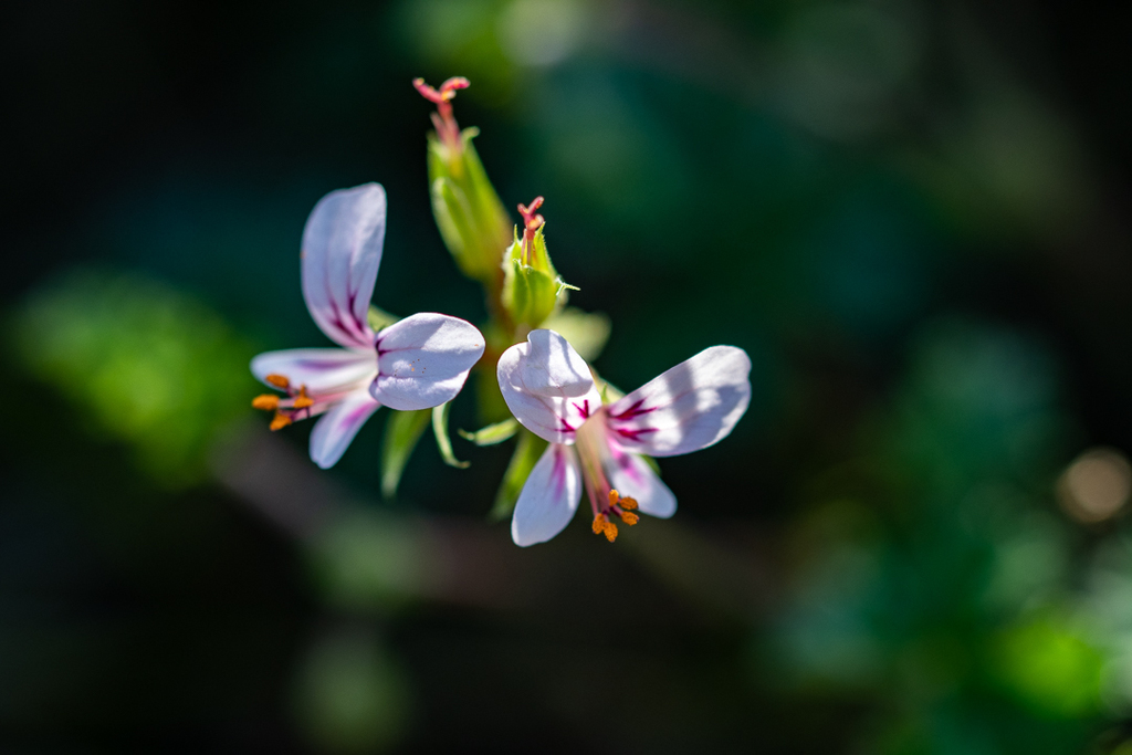 Pelargonium candicans (Pelargonium candicans)