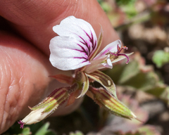 Pelargonium candicans (Pelargonium candicans)