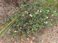 Pelargonium candicans (Pelargonium candicans)