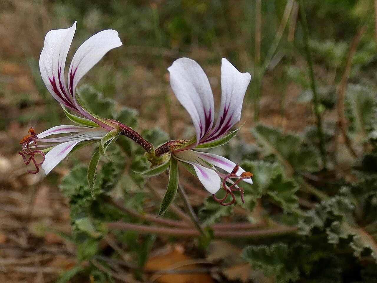 Pelargonium candicans: Pelargonium candicans, photographed on the Potberg, De Hoop NP, Western Cape, South-Africa
