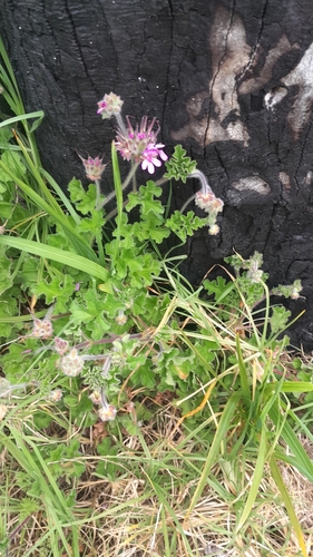 Rose scented geranium