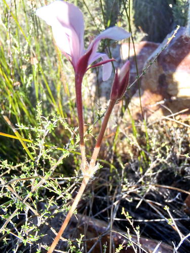Pelargonium carneum (Pelargonium carneum)